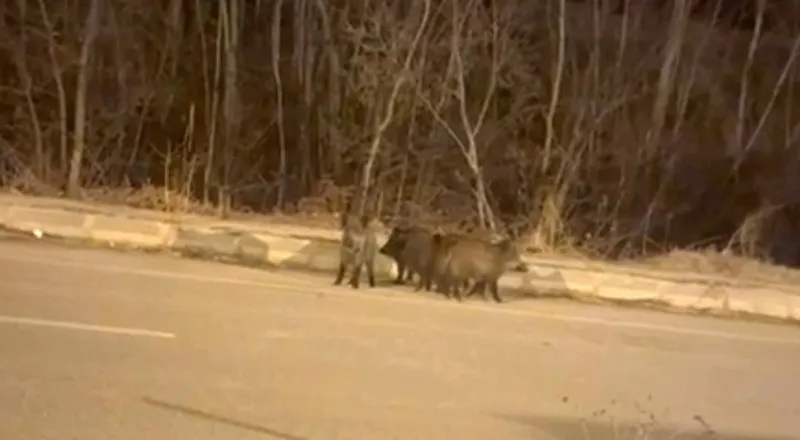 Yüksekova’nın farklı noktalarında domuz sürüleri görüntülendi
