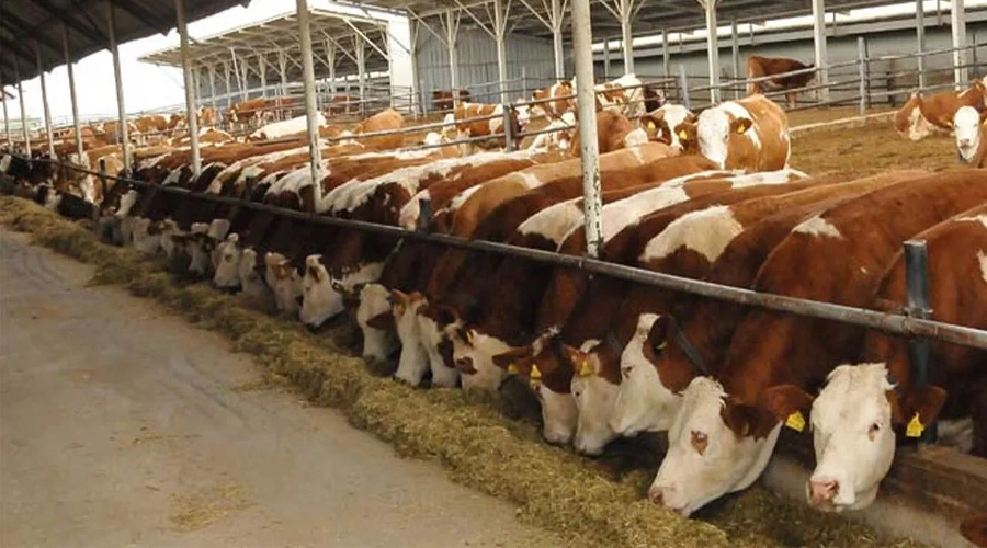 Van’a 300 Milyon TL’lik Dev Hayvancılık Yatırımı! Gebe Düve Üretim Merkezi Kuruluyor