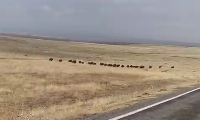 Malazgirt’te domuz sürüsü görüntülendi
