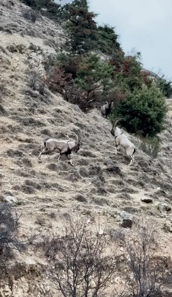 Tunceli’de tekelerin liderlik kavgası kamerada
