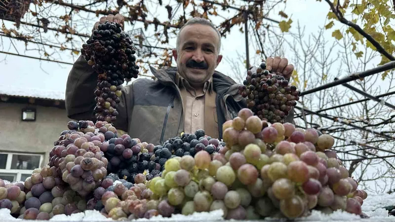 Kara kışa meydan okuyan lezzet: Kışlık üzüm dalından koparıldı