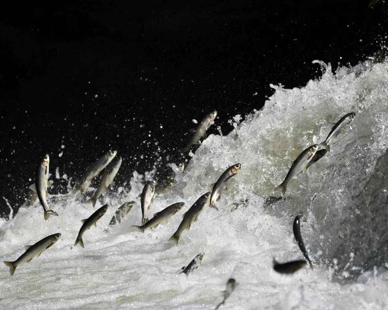 Prof. Dr. Alaeddinoğlu: 