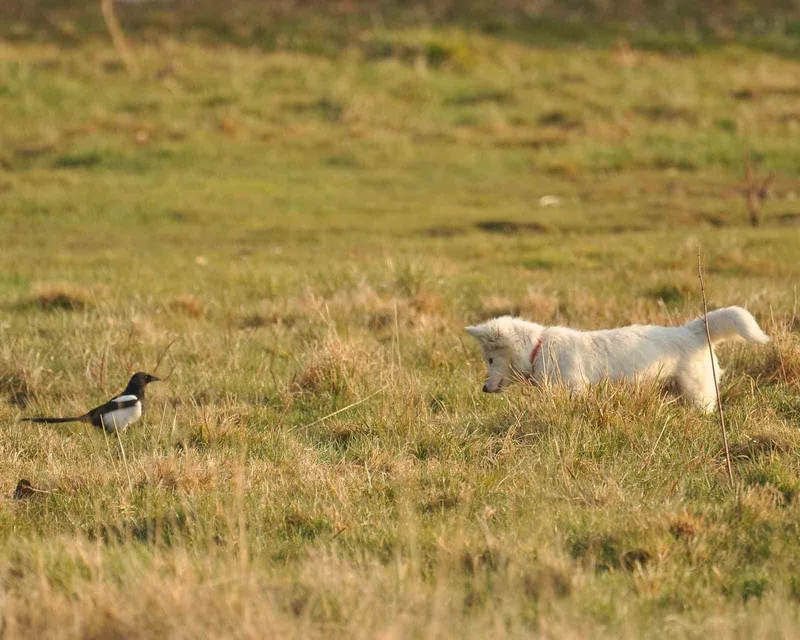 Van kedisine benzetti, fare avlayan köpek olduğu ortaya çıktı
