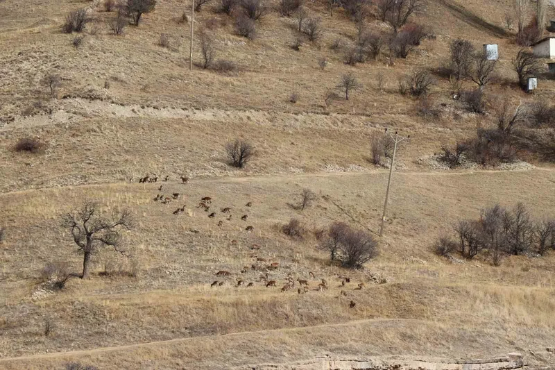 Yaban keçileri tek tek sayılıyor
