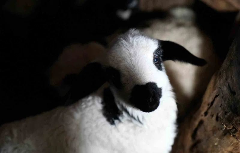 Erzincan’da yılın son kuzuları üreticilerin yüzünü güldürdü
