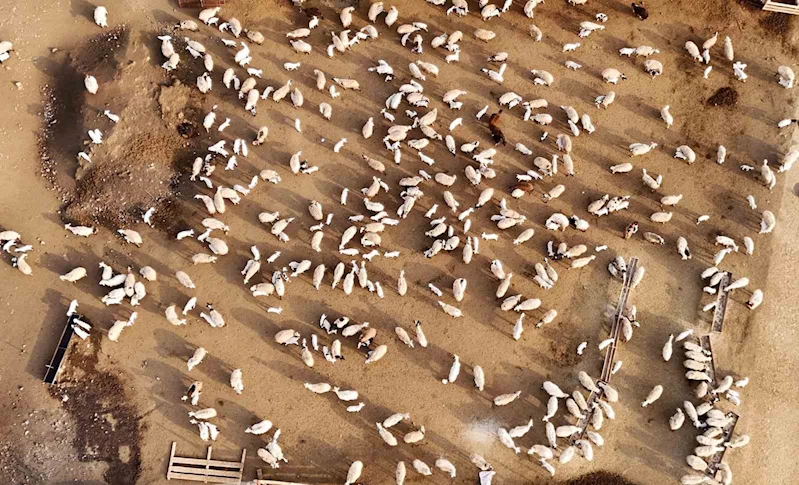 Erzincan’da koyun ve kuzuların coşkulu buluşması

