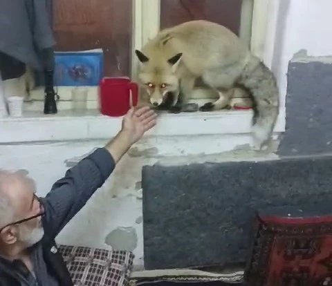 Erzurum’da aç kalan tilki, köylülere misafir geldi
