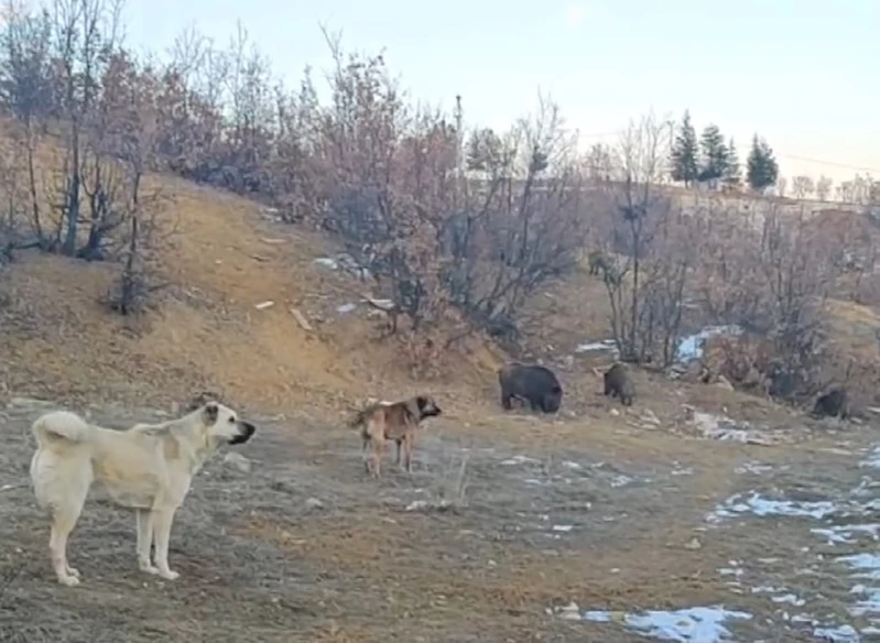 Tunceli’de yaban domuzları mahalleye kadar indi
