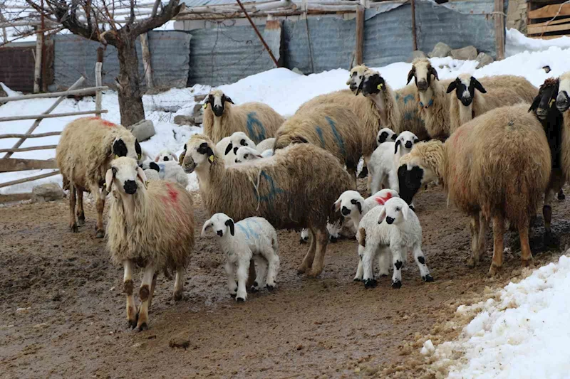 Uzayan kış günlerinde besicilerin zorlu kuzu mesaisi sürüyor
