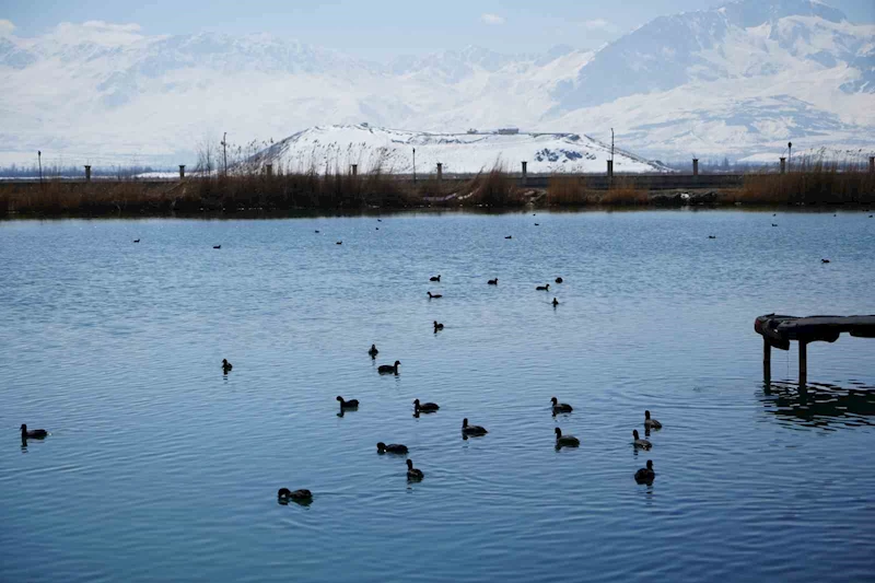 Ekşisu Sazlığı birçok kuş türüne ev sahipliği yapıyor

