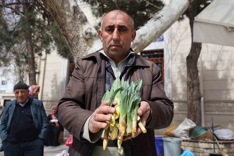 Doğal antibiyotik ‘çiriş otu’ tezgahlarda yerini aldı
