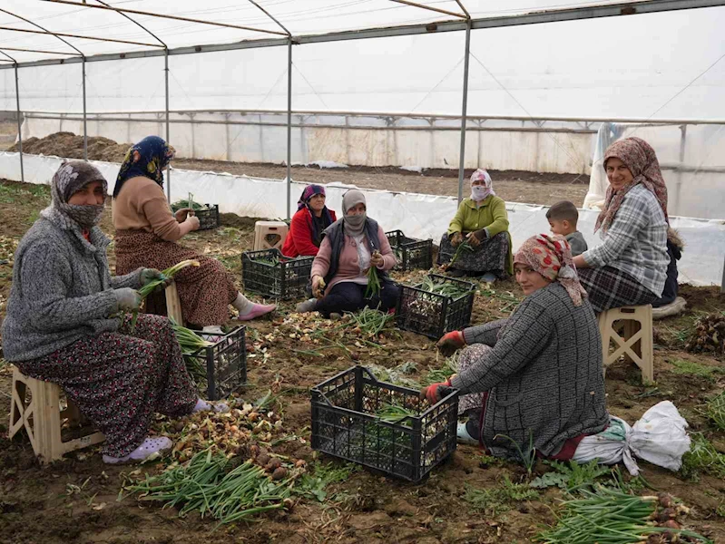 Doğu illeri karla mücadele ederken Iğdır’da seralarda üretim yapılıyor

