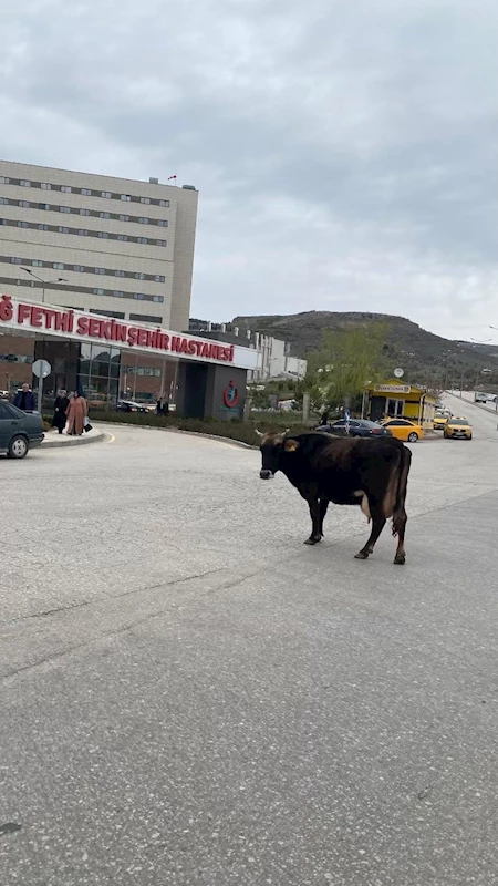 Elazığ’da yolunu kaybeden inek hastane önünü mesken tuttu
