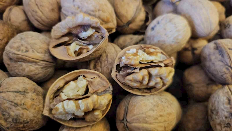 Adilcevaz’dan yurdun dört bir yanına ceviz fidanı
