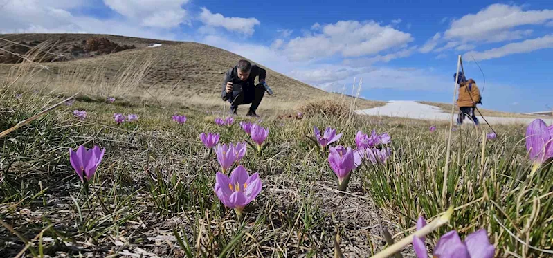 Nemrut Kalderası’nın mor çiğdemleri çiçek açtı

