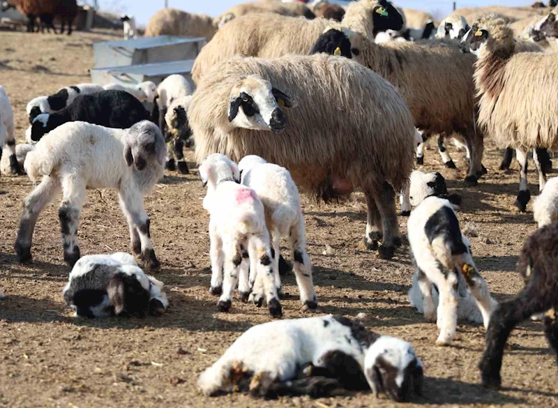 Tunceli’de köyde şap karantinası
