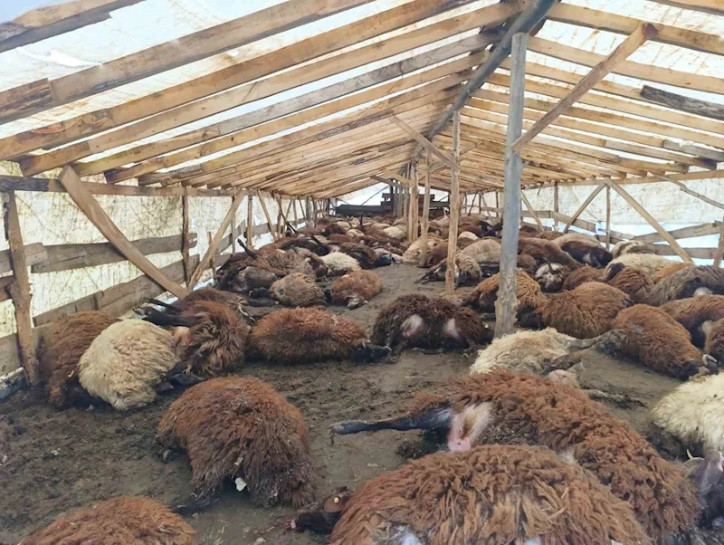 Doğubayazıt’ta şiddetli rüzgar, 280 küçükbaş hayvanın telef oldu
