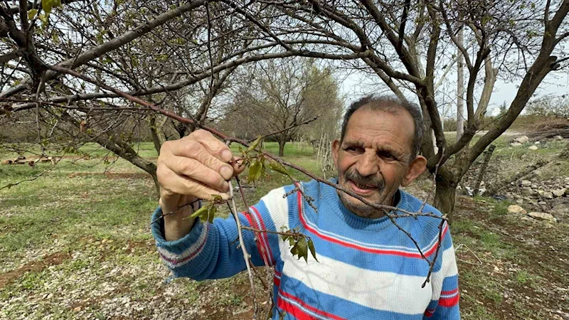 Malatya’da zirai don meyve ağaçlarını vurdu
