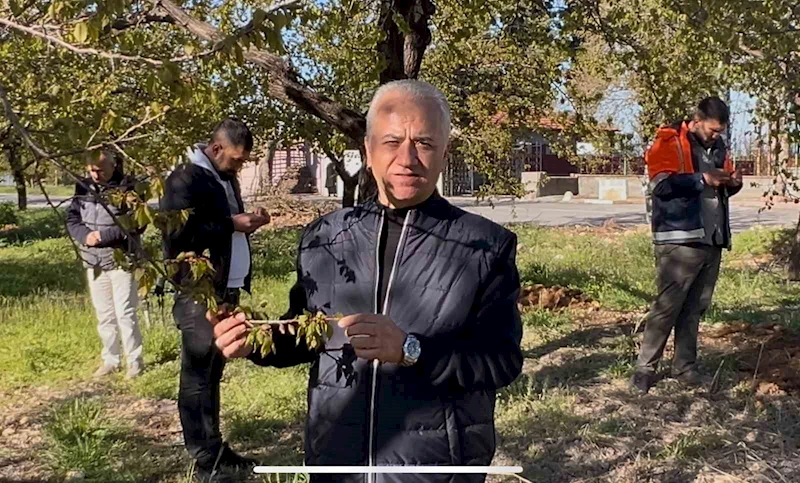 Özköse, zirai donun vurduğu kayısı bahçesinde incelemelerde bulundu
