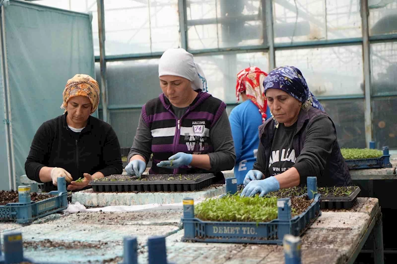 Milyonlarca sebze fidesi Erzincan seralarında büyüyor
