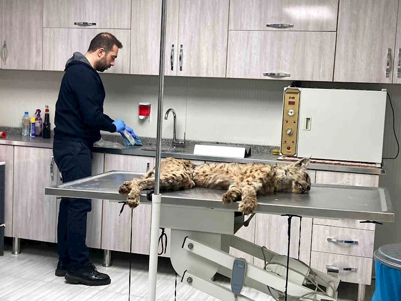 Bitlis’te bitkin hale bulunan vaşak koruma altına alındı
