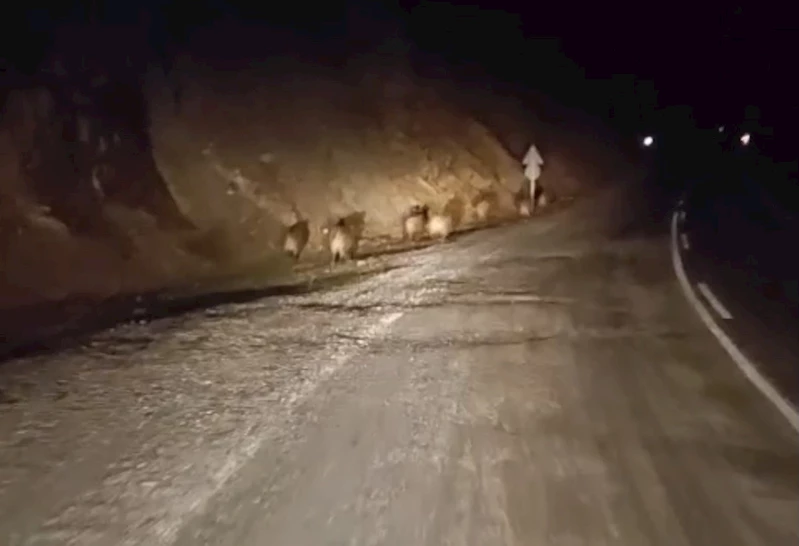 Yüksekova’da domuz sürüsü kamerada
