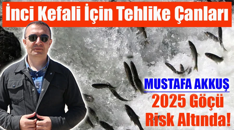 İnci Kefali İçin Tehlike Çanları: 2025 Göçü Risk Altında!