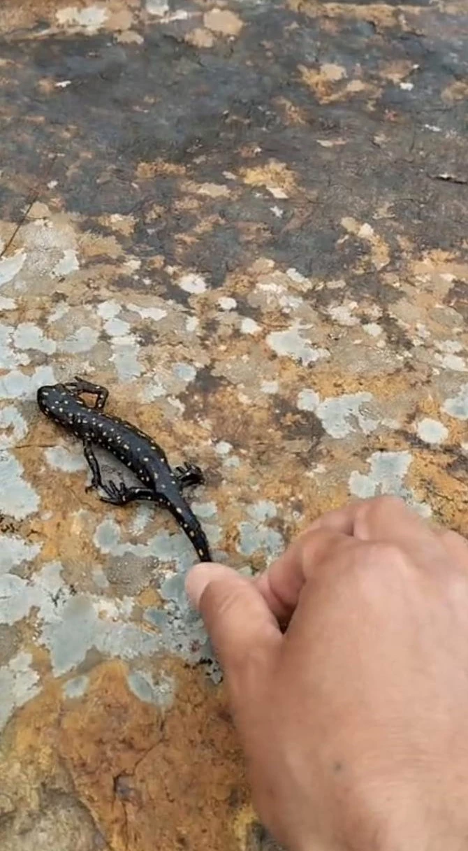 Elazığ’da benekli semender görüntülendi
