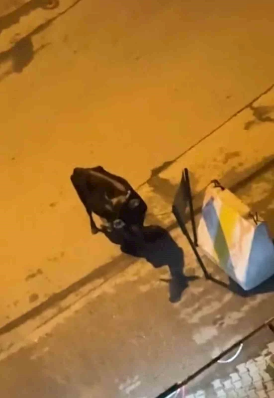 Elazığ’da 3 gündür hastane önünde bekliyor: Akıbeti merak ediliyor
