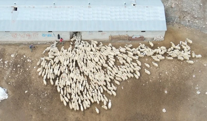 Erzincan’da koyun ve kuzuların coşkulu buluşması havadan görüntülendi
