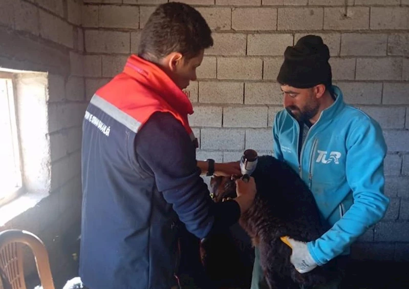 Iğdır’da kuzularda aşılama ve küpeleme işlemleri devam ediyor
