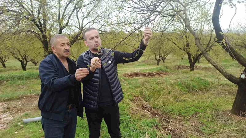 Malatya’da kayısıyı dolu vurdu
