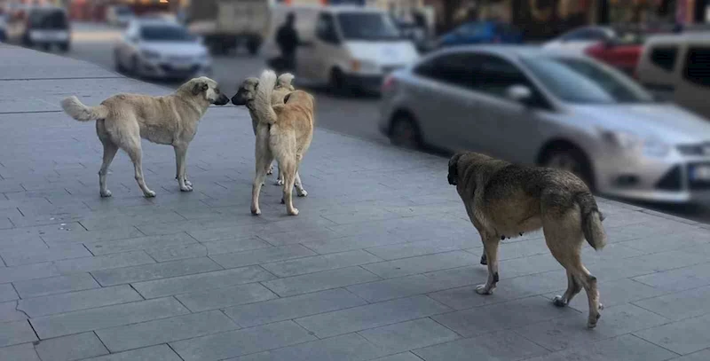 Tercan’da vatandaşlar başıboş köpeklerden muzdarip
