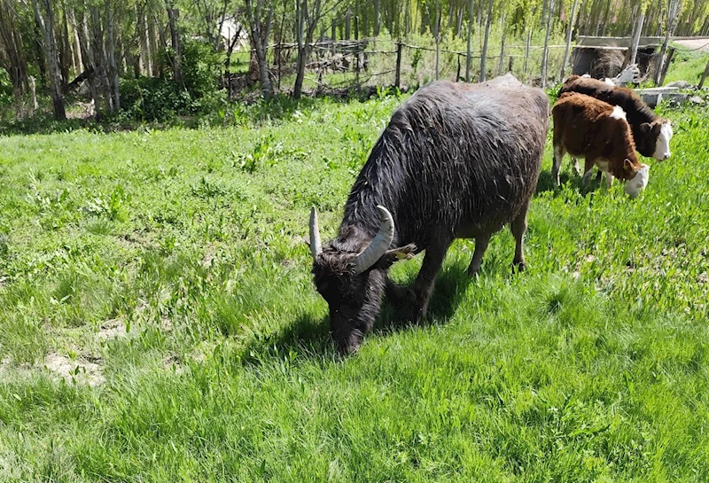 Malazgirt’ten kaçan manda Patnos’ta ortaya çıktı; 50 kilometre yürümüş, Murat Nehri’ni geçmiş
