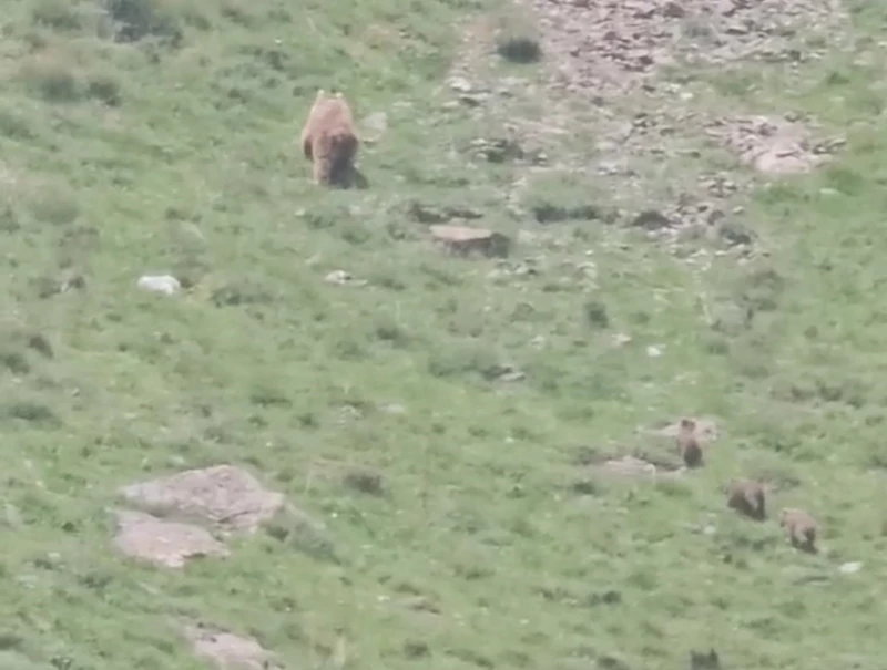 Hakkari’de anne ayı yavrularıyla görüntülendi
