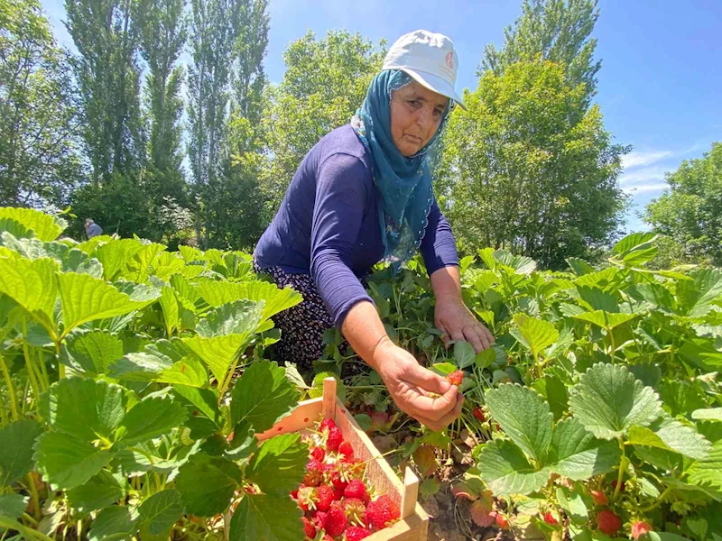 Aromasıyla dikkat çeken ‘Kuyulu’ çileğinde hasat başladı
