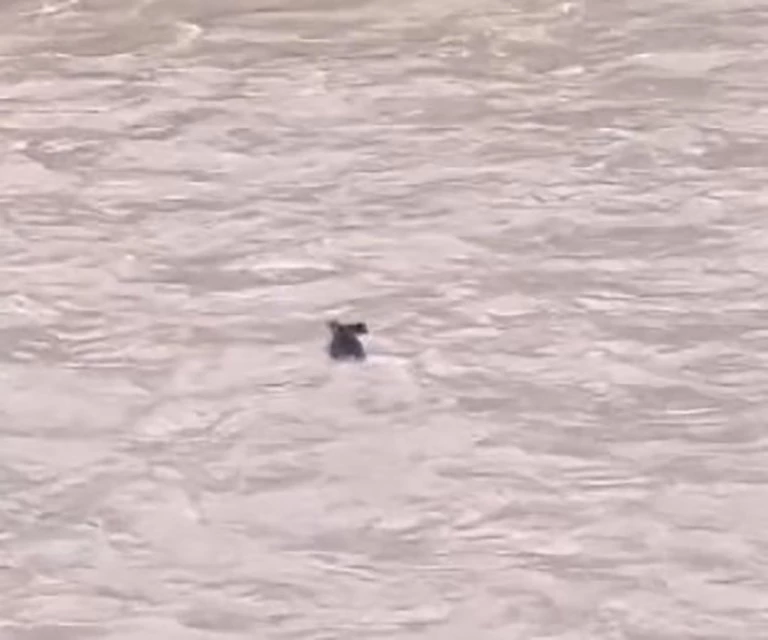 Fırtınanın çaya sürüklediği yaban domuzu hayatta kalmayı başardı
