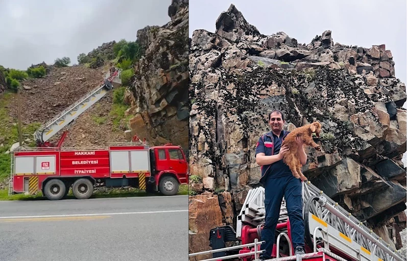 Hakkari’de kayalıklarda mahsur kalan keçi yavrusu kurtarıldı
