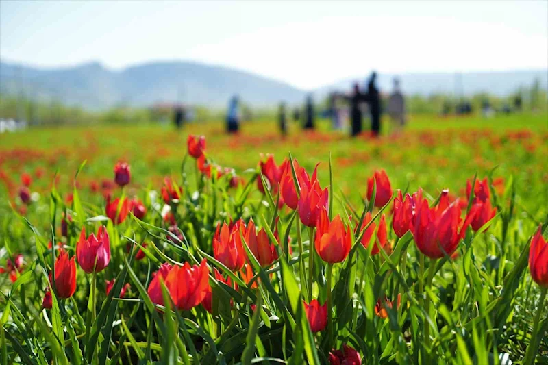 Muş’ta 20 günlük 