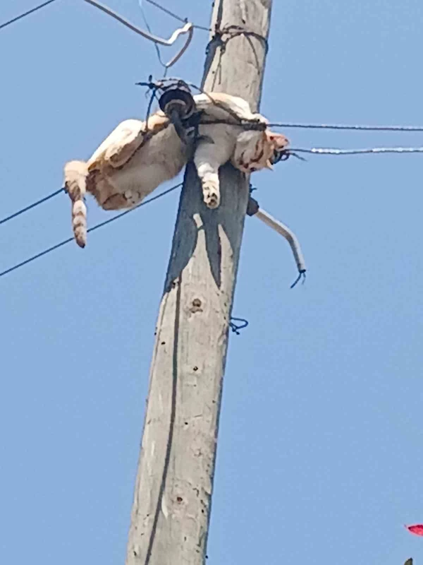 Kars’ta elektrik direğinde mahsur kalan kedi kurtarıldı
