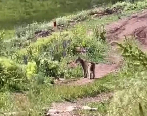 Tercan’da vaşak görüntülendi
