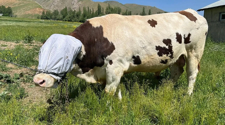 Hakkari