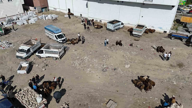 Iğdır’da bayrama 1 gün kala kurbanlık telaşı havadan görüntülendi

