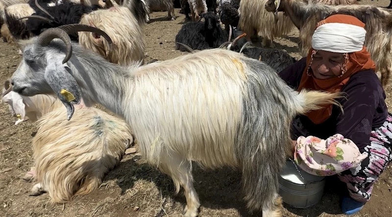 Yüksekova’da koyun sağma alanlarına gölgelikler kuruluyor
