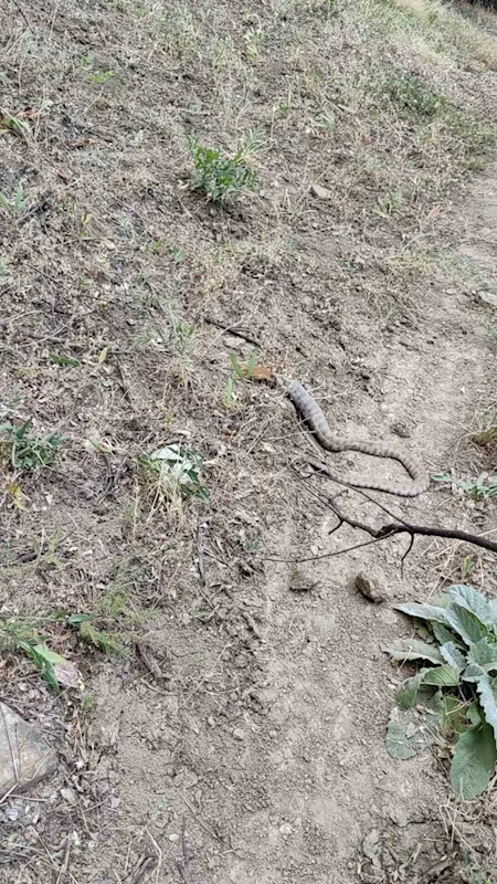 Koca engerek, sincabı yuttu
