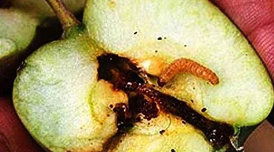 Van Elma Üreticilerine Kritik Uyarı: 3. İlaçlama Dönemi Başlıyor!