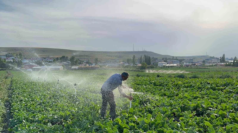 Karslı çiftçi baba çocuklarını okutmak için pancar ekiyor
