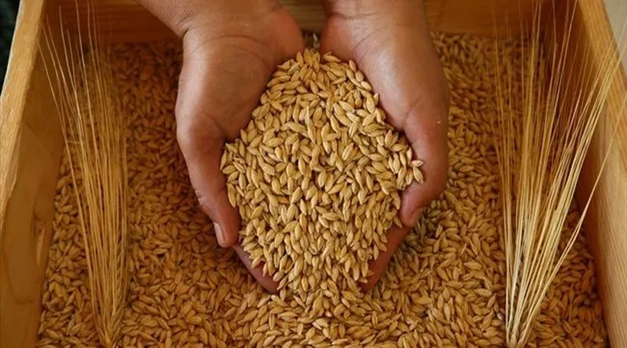 Van Çiftçisine Müjdeli Haber: Hububat Üretimi %75 Destekle Artıyor!