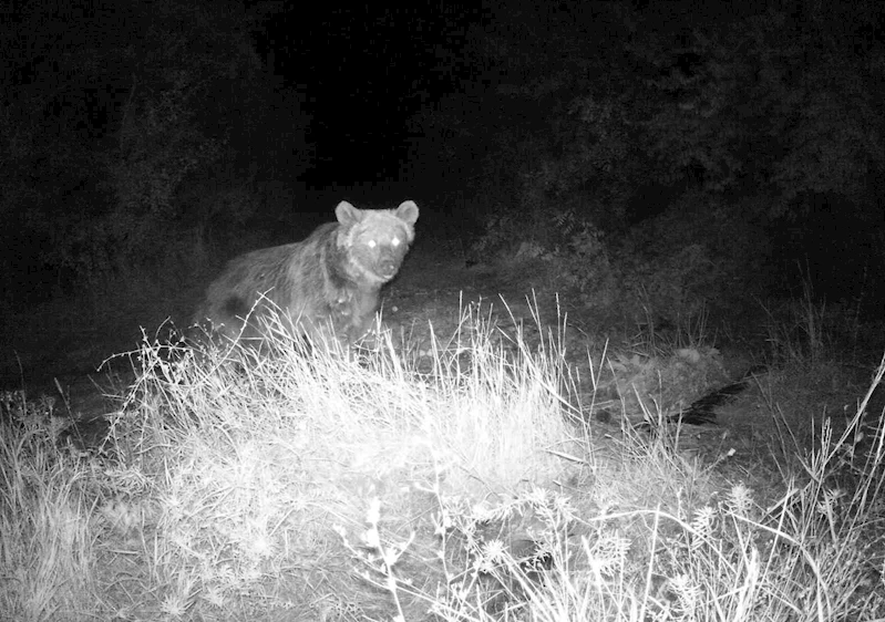 Erzincan’da yaban hayatı fotokapanla görüntüleniyor
