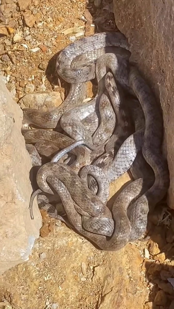 Tunceli’de yumak halinde görüntülenen yılanlar şaşırttı
